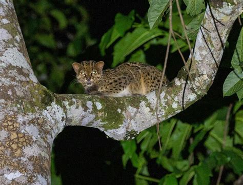 Marbled Cat in August 2022 by Royle Safaris. Photographer Mark Langston ...