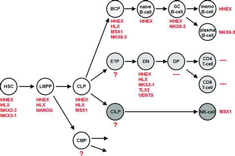 NKL-code in early hematopoiesis and lymphopoiesis. This figure... | Download Scientific Diagram