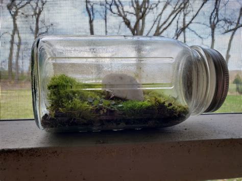 Mini Ecosystem With Animals - aleferreirasp