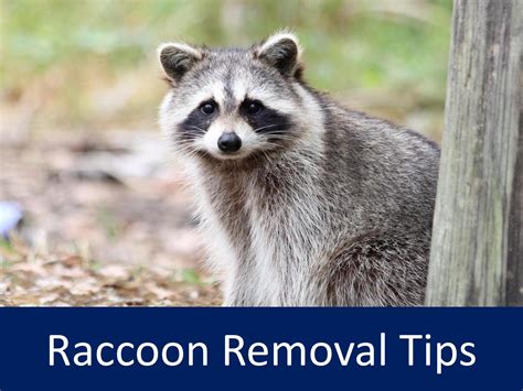 Raccoon Removal Tips by Urbanwildlifecontrol - Issuu