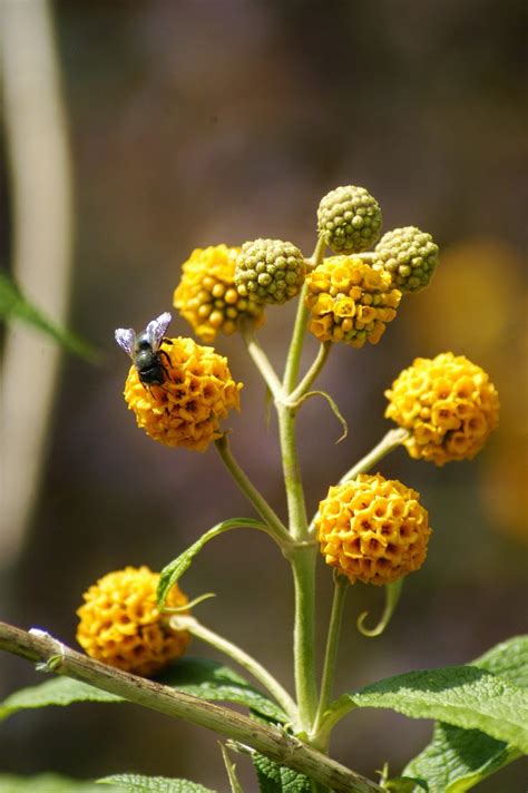 Butterfly Bush Orange Flowers