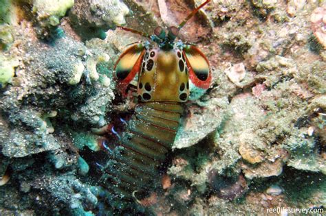 Odontodactylus scyllarus - Mantis Shrimp | ReefLifeSurvey.com