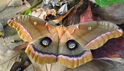 5 Large Species of Moth To Spot in India - lifeberrys.com