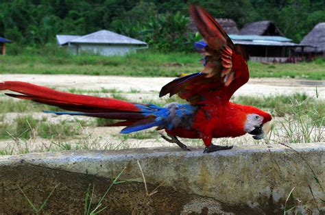 Scarlet Macaw Facts – Scarlet Macaw Diet & Behavior