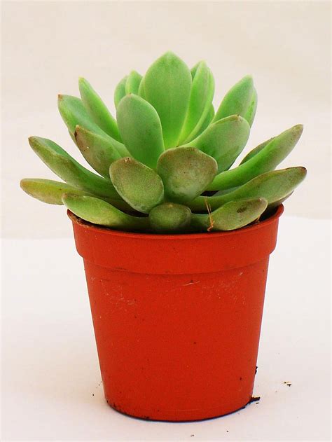 1 EVERGREEN MINI ORNAMENTAL INDOOR CACTUS PLANT IN POT | eBay