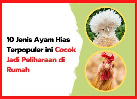 10 Jenis Ayam Hias Populer yang Cocok Jadi Peliharaan di Rumah