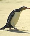 Penguin Species - A-Z Facts List Of Types