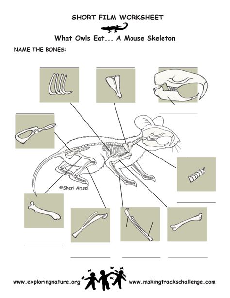 Mouse Skeleton Diagram Owl Pellet