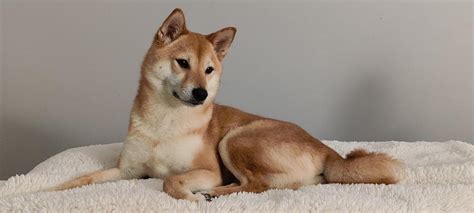 She's a stone cold stunner : r/shiba