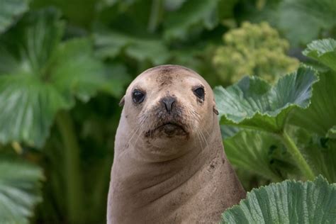 The unique behaviour of New Zealand sea lions | Conservation blog