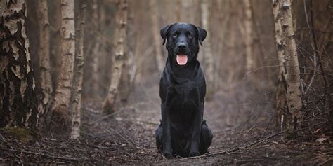 Are Labrador Retriever Hunting Dogs