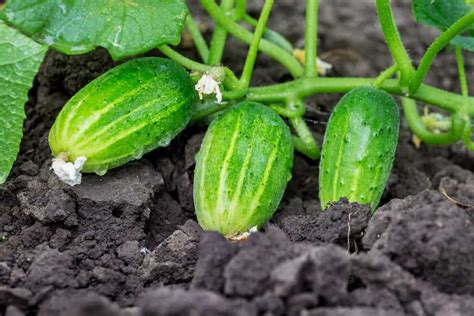 Cucumber Plant Growing, Caring, and Harvesting Tips - Rural Living Today