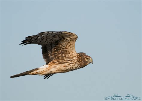 Female Northern Harrier in flight – Mia McPherson's On The Wing Photography