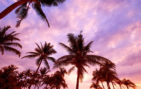 Pink Palm Wallpapers - Top Free Pink Palm Backgrounds - WallpaperAccess