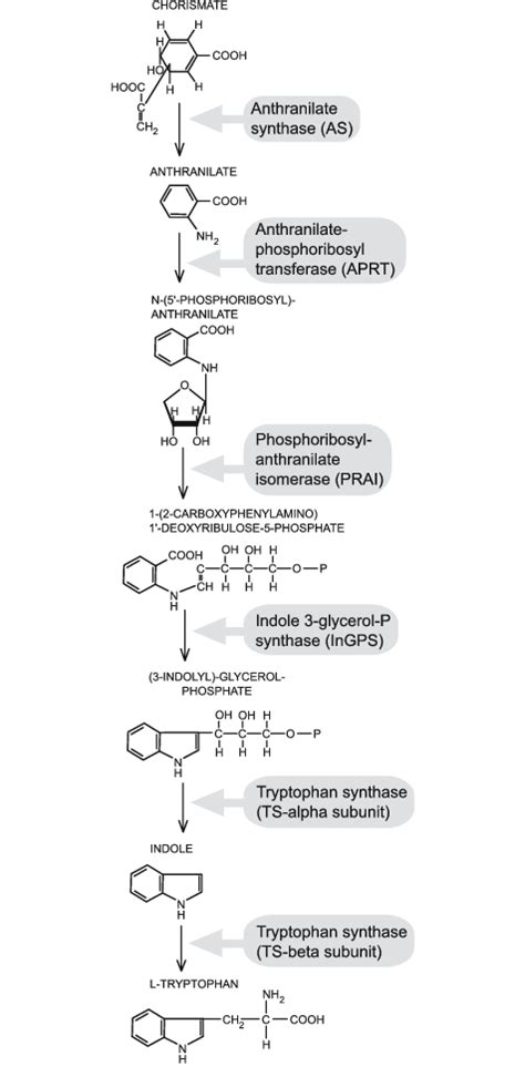 Tryptophan biosynthesis | Download Scientific Diagram