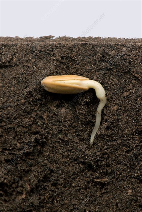 Sunflower germination, 2 of 5 - Stock Image - C036/2739 - Science Photo Library