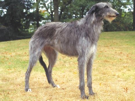 What's the Difference Between the Scottish Deerhound and the Irish ...