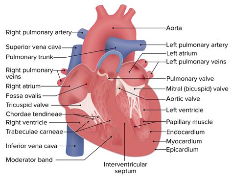 Heart Anatomy Anterior View