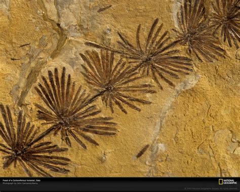 Fossil Wallpapers - Wallpaper Cave