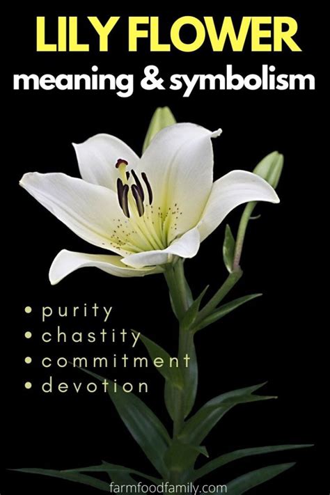 🌺 Lily Flower Meaning, Symbolism - A Symbol Of Femininity, Motherhood