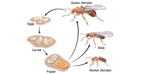 Phorid Fly - Flies | Al Mobidoon Pests Control Dubai