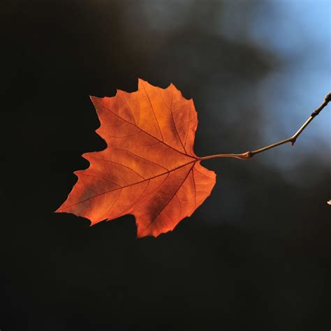 Pictures Of Autumn Leaves