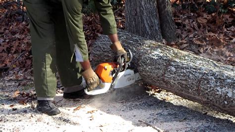 How To Safely Cut Tree Roots at Ann Broman blog