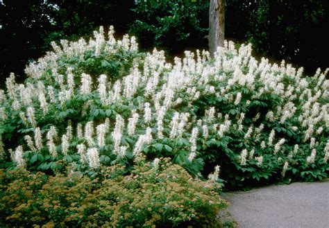 Aesculus parviflora | Tyler Arboretum