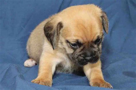 Available Puggle Puppies for sale - PuggleBaby.com