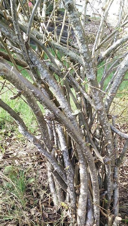 identification - What is this bush/shrub that has thorns? - Gardening & Landscaping Stack Exchange