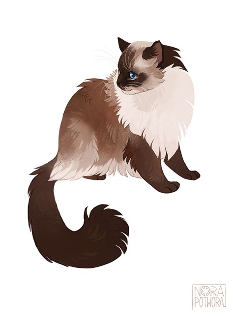 05 of suggested cats - ragdoll. | Cat drawing, Animal drawings, Cute animal drawings