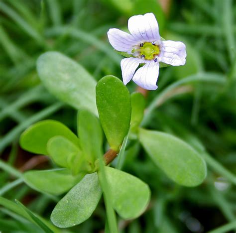 Health Benefits Of Brahmi or Bacopa monnieri | HubPages