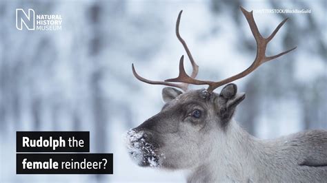 Are Santa's reindeer female? | Natural History Museum - YouTube