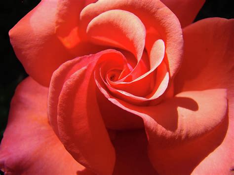 Roses Orange Rose Flower Spiral Artwork 4 Rose Garden Baslee Troutman ...