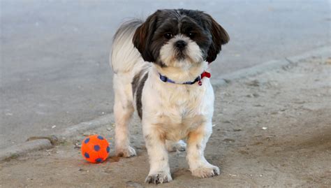 Free Images : white, play, puppy, cute, pet, black, ball, vertebrate, dog breed, lhasa apso ...