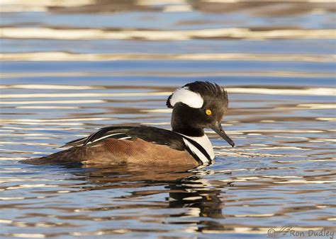 Male Hooded Merganser, This Time In Water (mostly) – Feathered Photography