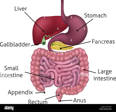 Digestive System Anatomy Model Labeled