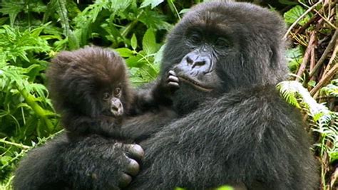 Filming Rwanda's mountain gorillas in the Virunga Mountains | Britannica