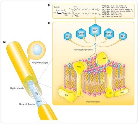 Brain Sciences | Free Full-Text | Myelin Recovery in Multiple Sclerosis: The Challenge of ...