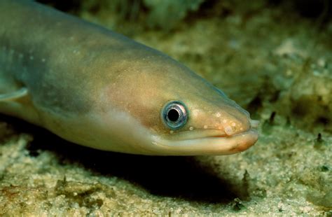 European Eel (Anguilla anguilla) - Profile, Facts, Traits - SeaFish