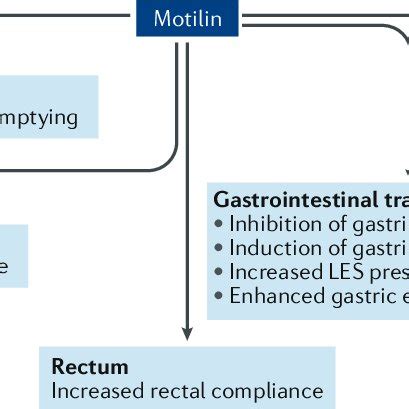 | Main biological functions of motilin. The main production site of... | Download Scientific Diagram