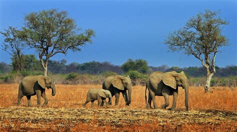 Visit South Luangwa National Park: 2024 Travel Guide for South Luangwa ...