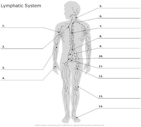 Lymphatic system diagram | Healthiack