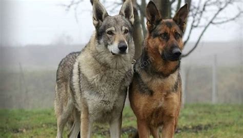 Timber Wolf German Shepherd Puppies