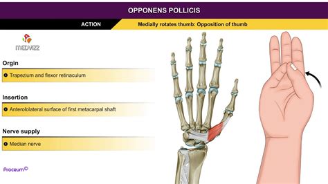 Opponens pollicis brevis - Thenar muscles , Animation without narration ...