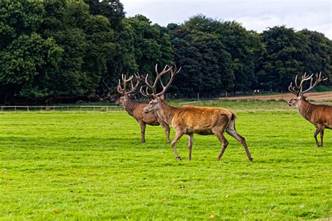 40+ Hangul Deer Stock Photos, Pictures & Royalty-Free Images - iStock