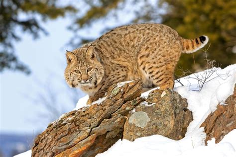 Foto : Mengenal Kucing Bobcat, Bisakah Dijadikan Hewan Peliharaan?