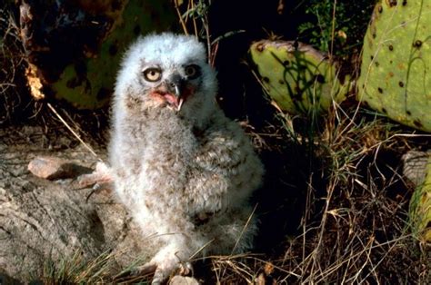 Free picture: great, horned, owl, chick, bubo virginianus