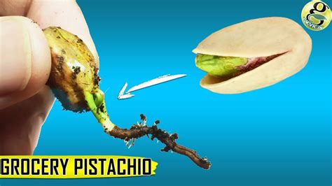 Grow Pistachio Tree From Grocery Pistachios | Seed Germination Results