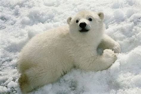 Polar bear cubs: | Baby eisbären, Süße tiere und Niedliche tierbabys